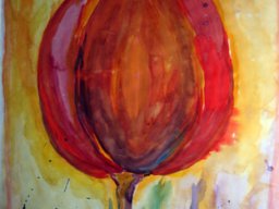 Tulpe