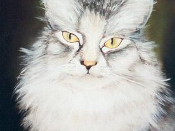Katze